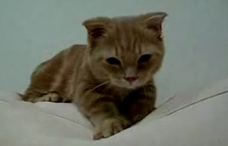 Munchkin Cat Kneads Like Nobody's Business!
