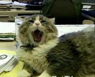 Monster the Singing Cat