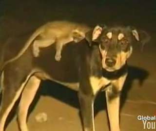 More Interspecies Lovin'