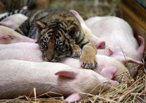 tigerpig tigerpig