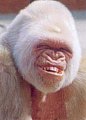 Giggle Links
