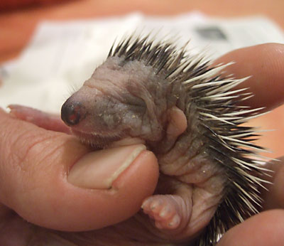 Baby Hedgehog Alert!
