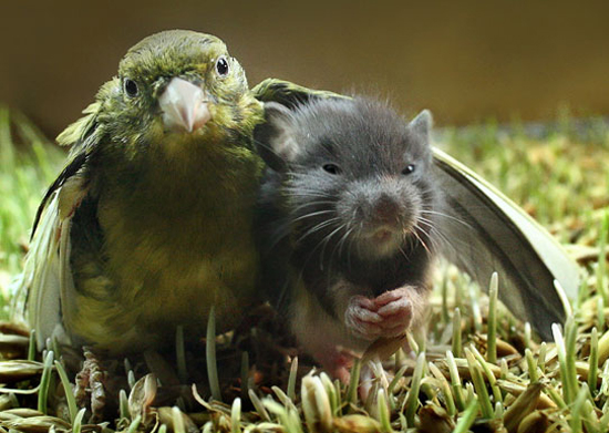Interspecies Lovin'