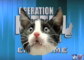 Operation Kitten Calendar, Part 4: End Game