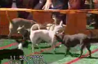 Annual L.A. Chihuahua Race