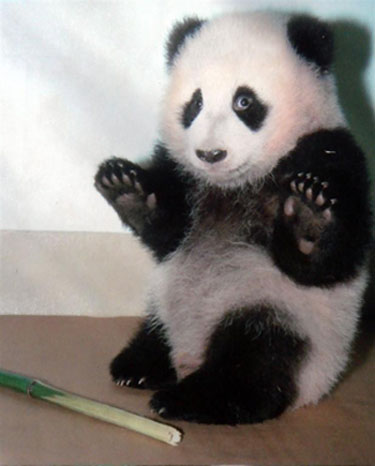 Cute Alert: Panda Surrenders