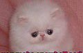 Cute Alert: Sad Kitten