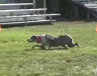 Dog Thinks It's A Cat