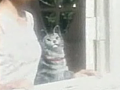 Product of the Day: Robot Cat