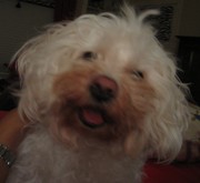 Teddysmile Teddysmile