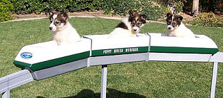 Cutest Invention Ever