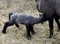 Cute Alert: Sheep Shenanigans