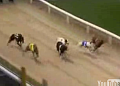 Dog Cheats In Race