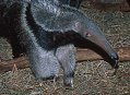 Cute Alert: Baby Anteater