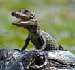 Cute Alert: Baby Gator
