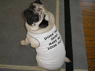 Pet of the Week