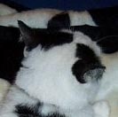 Cat Camo
