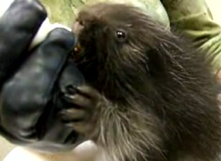 Cute Alert: Bottle-Fed Orphaned Baby Porcupine 