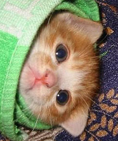 Cute Alert: Kitten Burrito