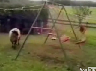 Sheep Goes Apesh*t