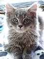 Pet Of The Week