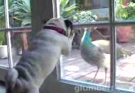 The Pug Vs. The Peacock