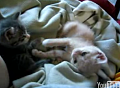 Happy Caturday!