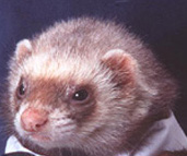 Cute Alert: Ferret In A Tux