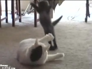 Happy Caturday!