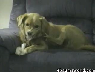 Honey, The Dog's Losing It