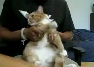 Air Drumming Heavy Metal Cat