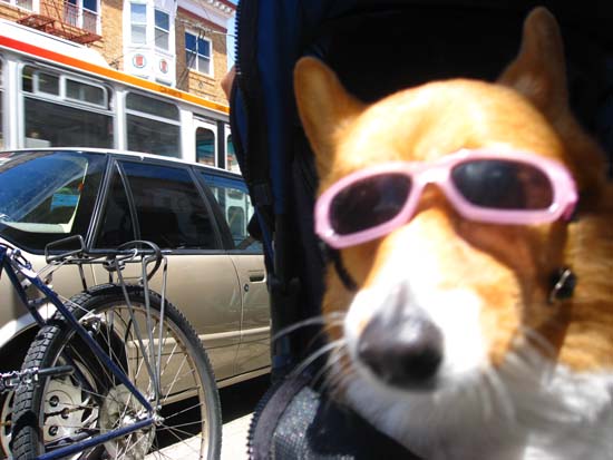 dog dog