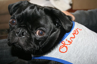 Cute Alert: Oliver Is Gettin' Mesmo-rized...