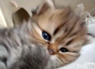 Cute Alert: Baby Kitten