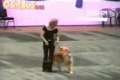 Dancing With The Dogs