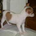 Cute Alert: Another Heart-Shaped Chihuahua!
