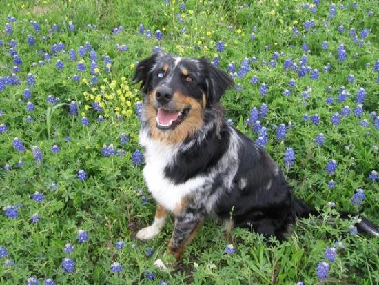 Bluebonnets.preview Bluebonnets.preview