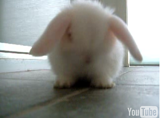 Cute Alert: Baby Bunny Grooming