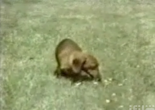 Rusty The Narcoleptic Dachshund!
