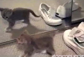 Cute Alert: Kitten Discovers Self In Mirror