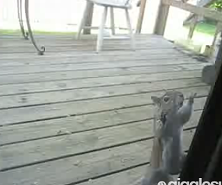 Cute Alert: Squirrel Gets Pushy