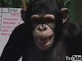 Mikey The Chimp Blows Raspberries