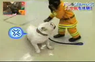 Chimp Helps Fire Department