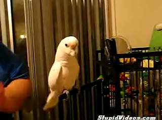 Booyah! Bird Dances To CCR