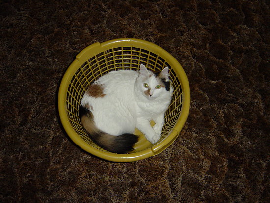 iz3 iz3