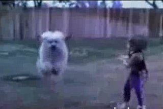Crazy Doggers At It Again!