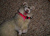 Pet of the Week