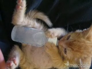 Happy Caturday!