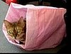 Cats on Drugs!