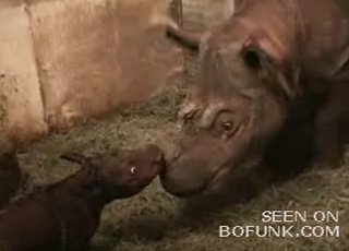 Baby Rhinoceros!